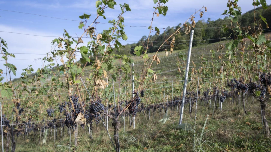 Dégâts aux cultures agricoles estimés à 59,2 millions de francs en 2026