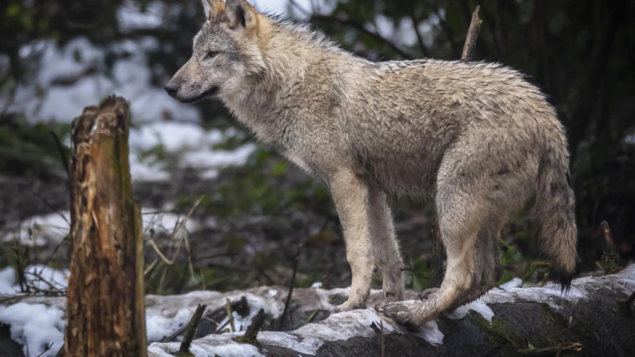 Valais : autorisation pour éliminer toute la meute de loups d'Augstbord