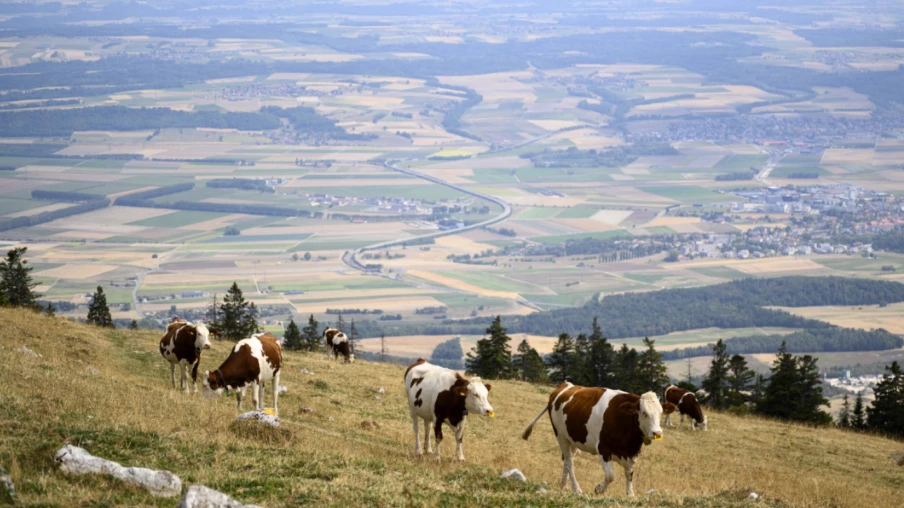 Sécheresse en Suisse : les agriculteurs à bout de souffle faute d'eau