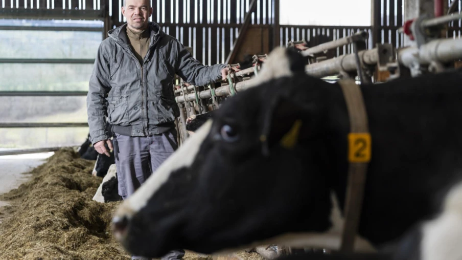 Dermatose bovine : fin de la vaccination, vigilance maintenue en Suisse