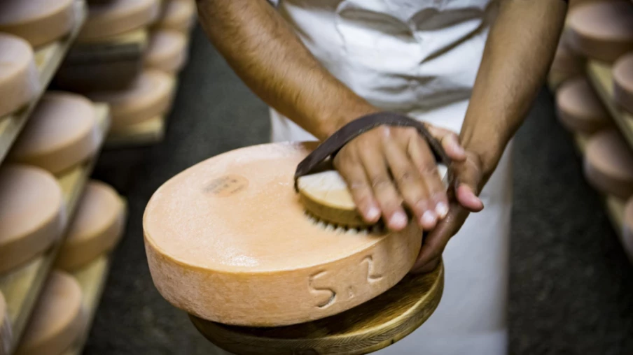 Fromage à raclette valaisan : 142 ans d'évolution bactérienne