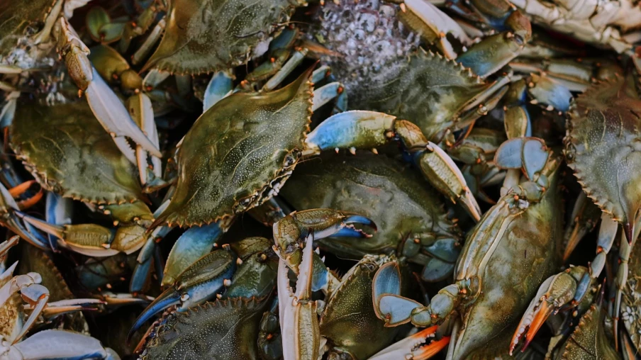 Montée des eaux : les espèces invasives menacent les côtes