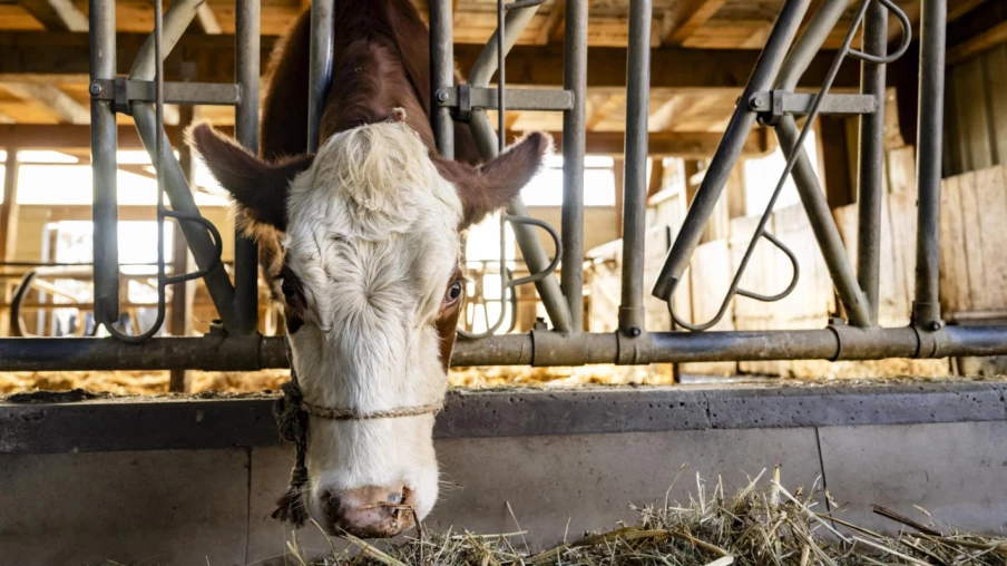Sécheresse dans le Jura : l’agriculture durement touchée et aidée