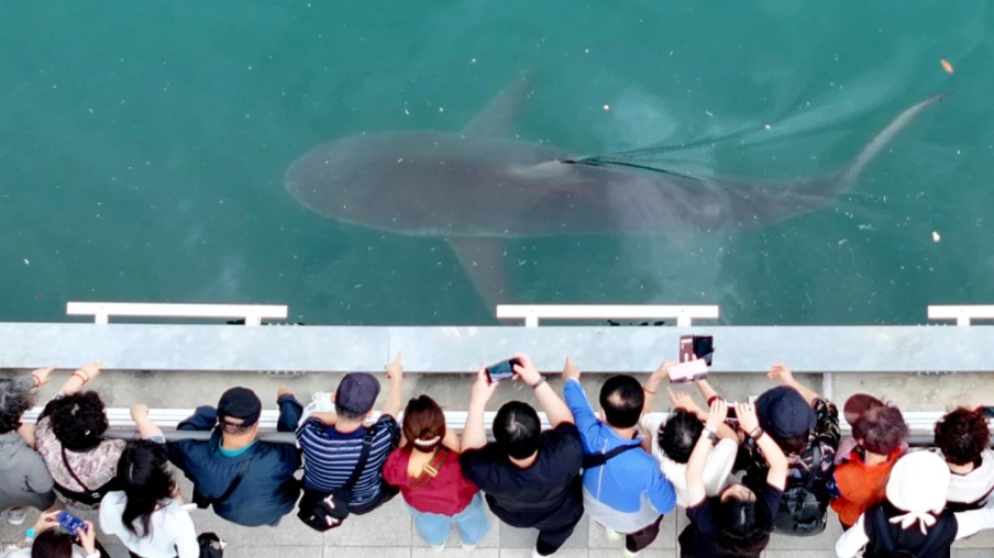 À Busan, un requin égaré devient la mascotte et booste l’économie locale