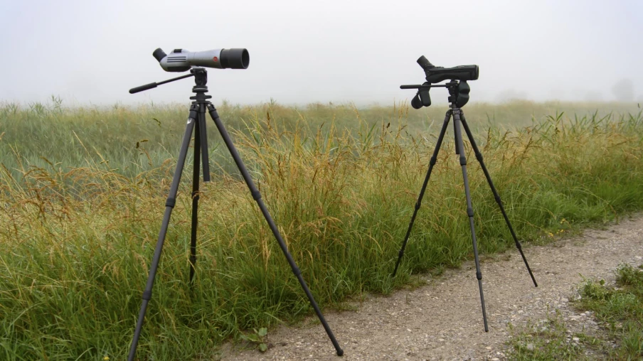 BirdLife invite à observer la migration des oiseaux en Suisse
