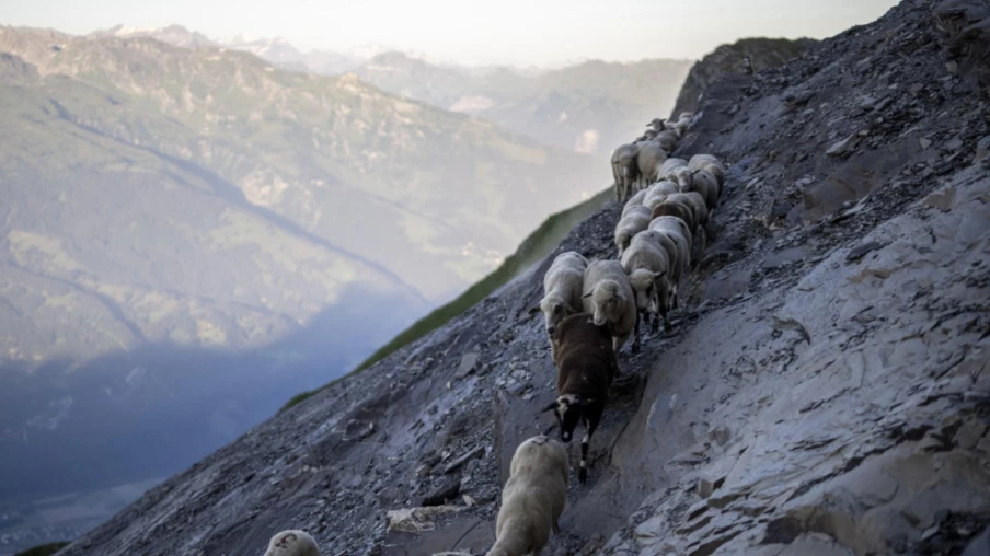 Environ 80 moutons meurent en chutant d’une falaise aux Grisons
