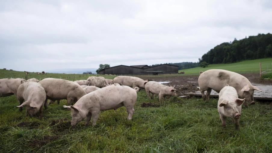 Pneumonie enzootique: 950 porcs abattus dans une exploitation vaudoise