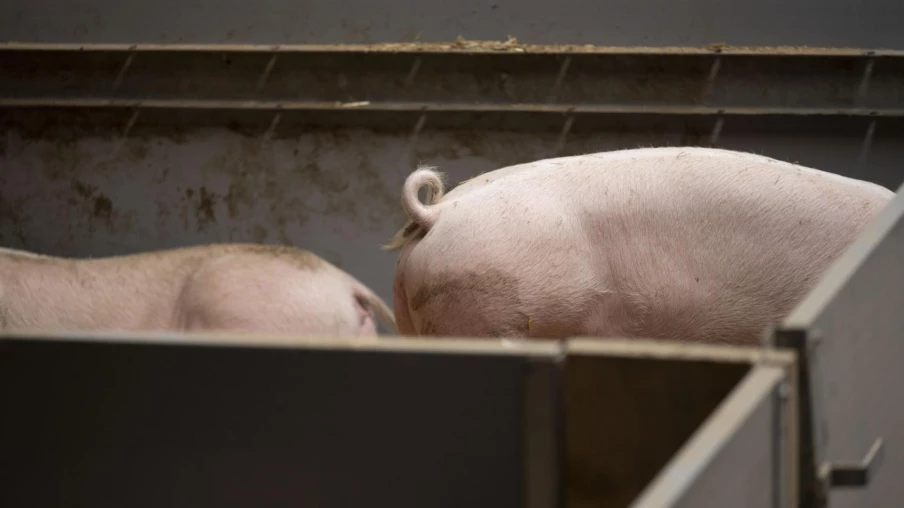 Pneumonie enzootique en Suisse : plus de 10'500 porcs abattus