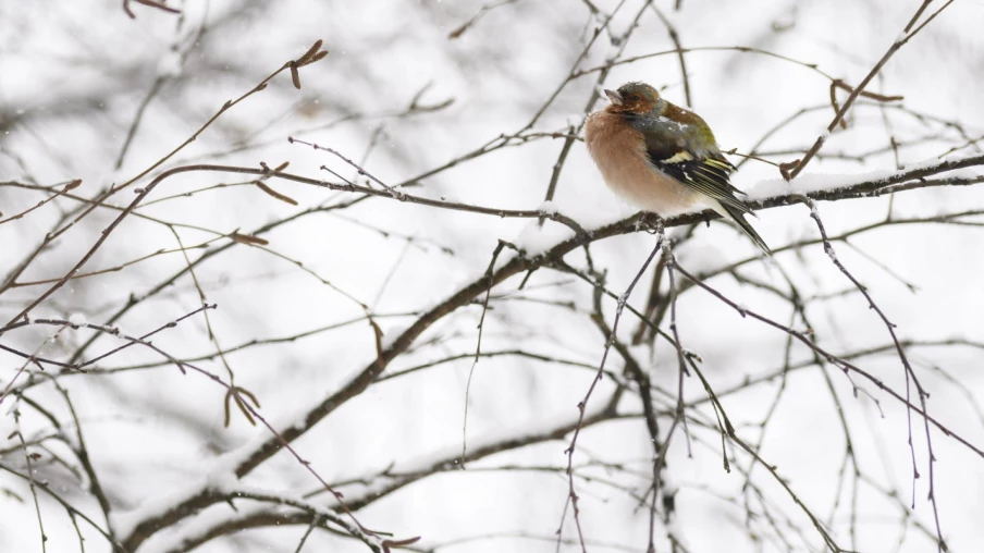 250 000 oiseaux migrateurs observés en Suisse lors d’EuroBirdwatch
