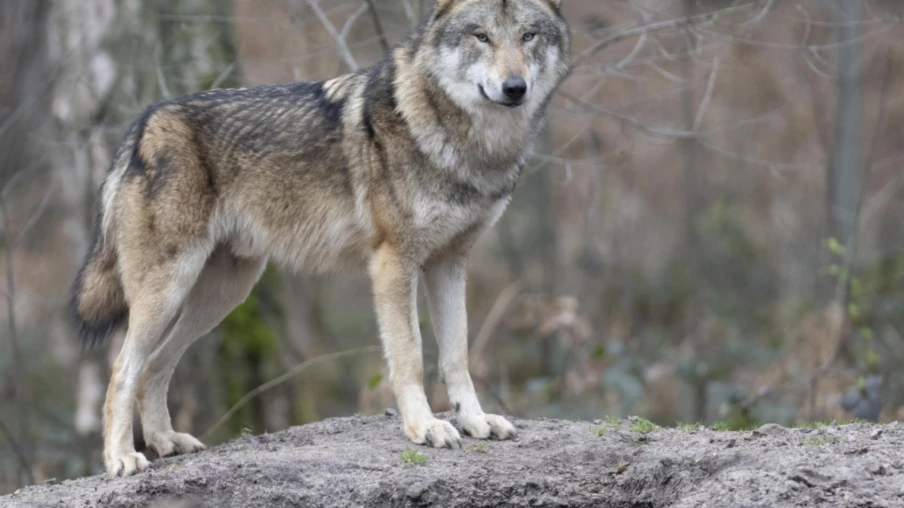 Forte hausse des autorisations de tirs préventifs du loup en Suisse