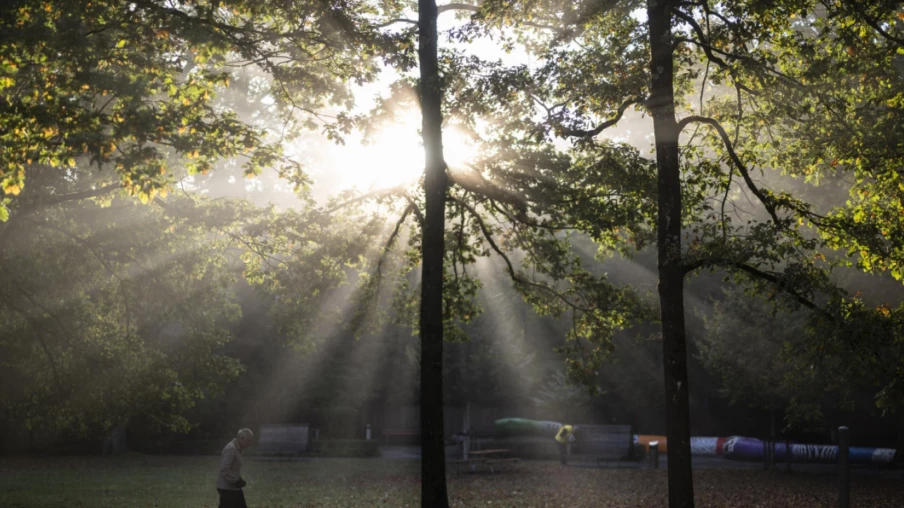 Yverdon va abattre 144 arbres à cause de la sécheresse