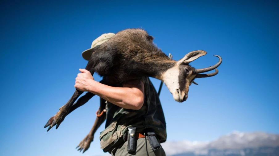 Chasse haute en Valais : hausse des cerfs et chamois abattus