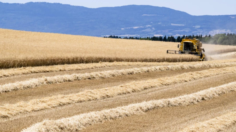 Canicules dans le canton de Vaud : pertes agricoles potentielles de 100 millions
