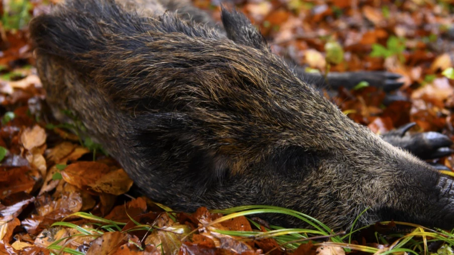 Les collisions avec la faune sauvage augmentent en automne en Suisse