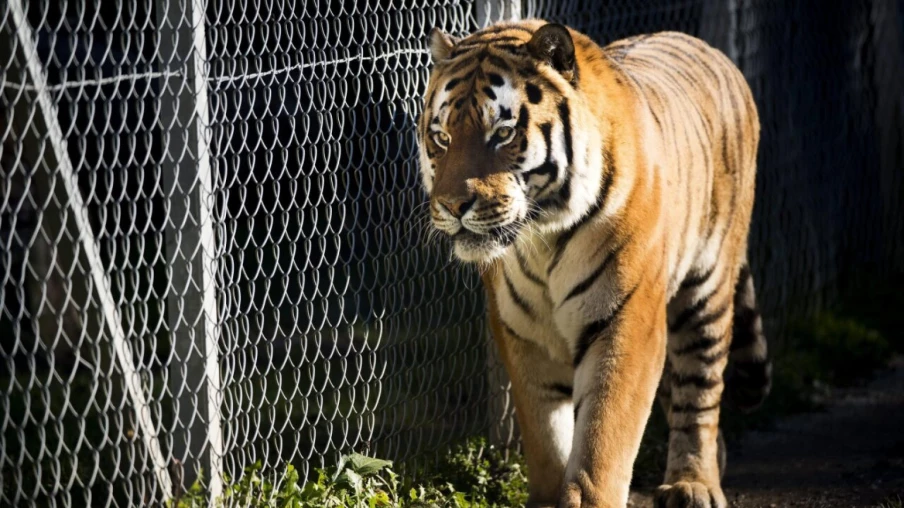 Homme grièvement blessé par un tigre dans un zoo britannique