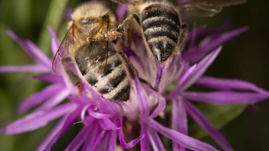Bienne échange des arbustes pour favoriser la biodiversité urbaine