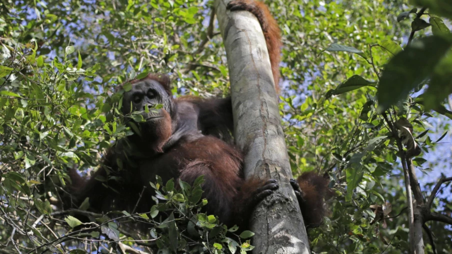 Bornéo : huit orangs-outans sauvés des incendies relâchés en forêt protégée