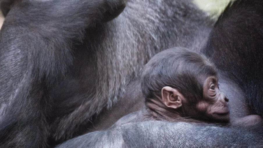 Naissance d’un bébé gorille au zoo de Bâle après deux décès