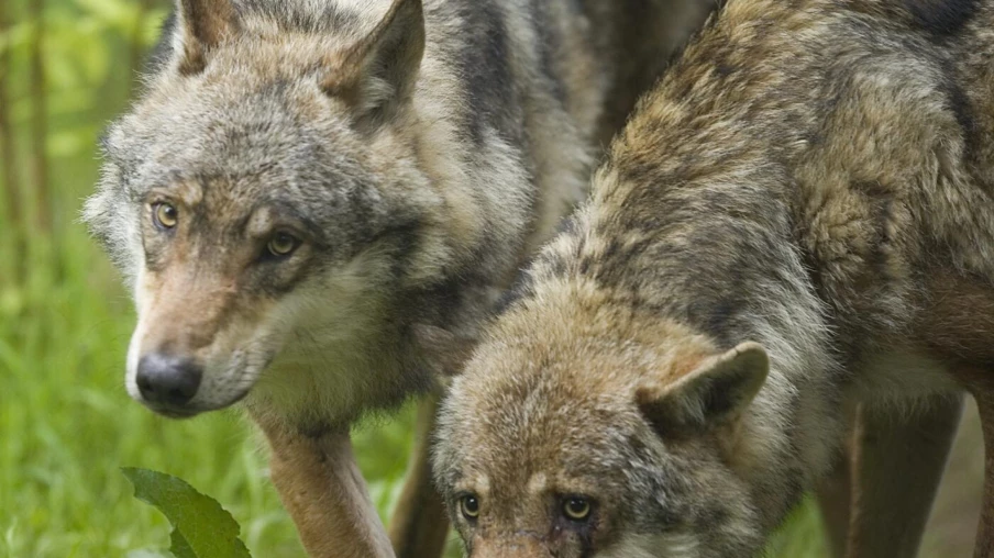 Demande de régulation complète de la meute de l’Arolla-Ferpècle