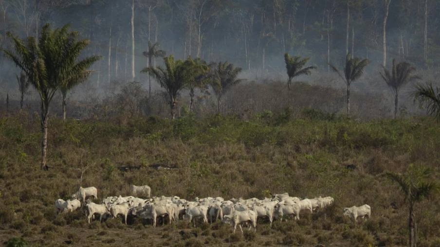 La déforestation ralentit dans le monde, mais pas en Afrique centrale