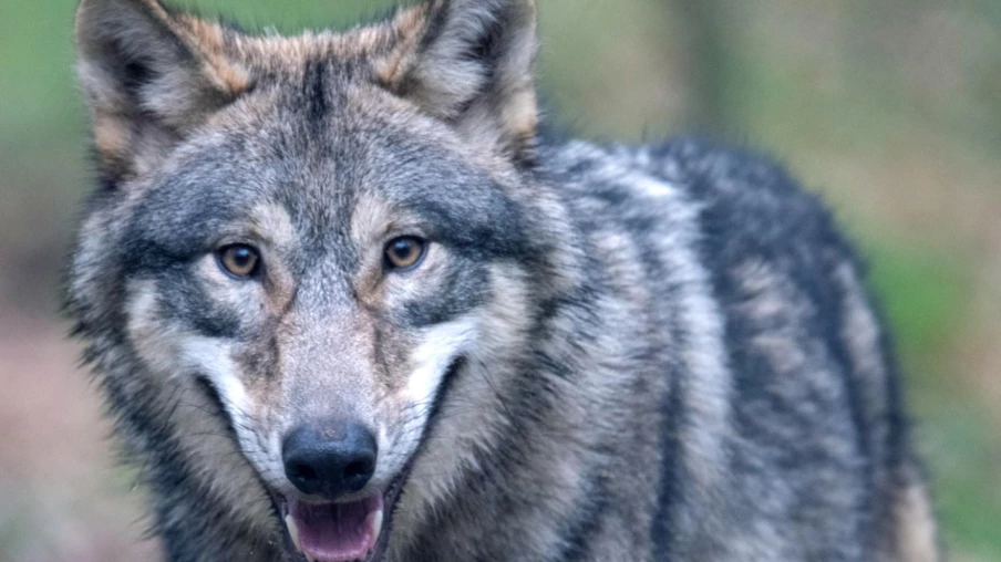 Berne autorise le tir d’un loup après l’attaque d’un veau à Nods