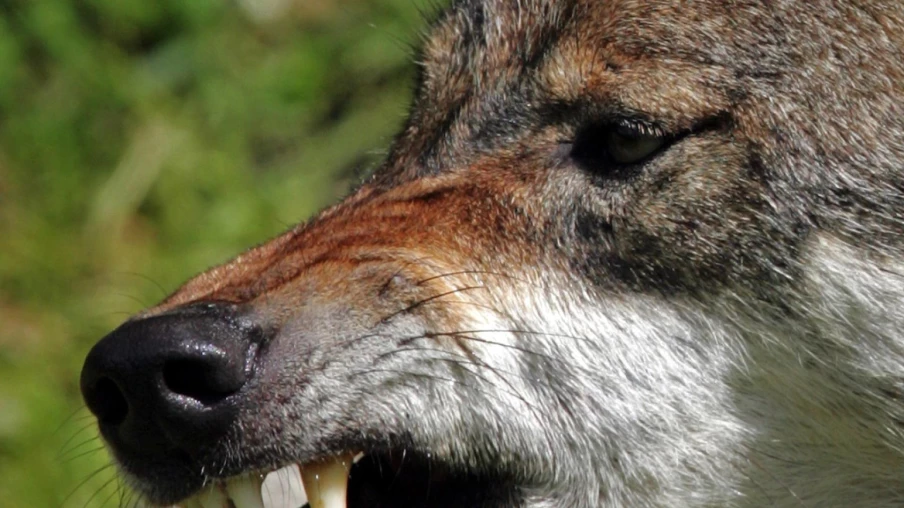 Loup de la Brévine abattu et nouvelle autorisation de tir en Neuchâtel