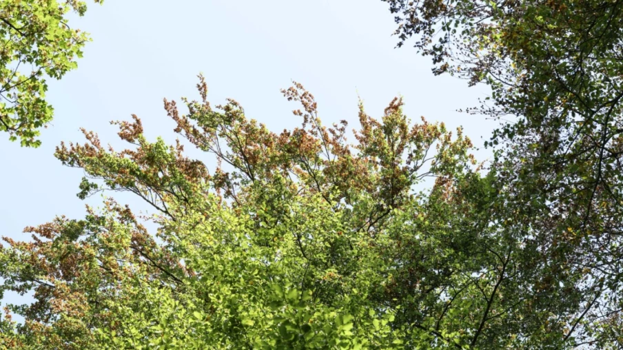 Bienne prévoit 113 plantations d’arbres pour 51 abattages en 2026