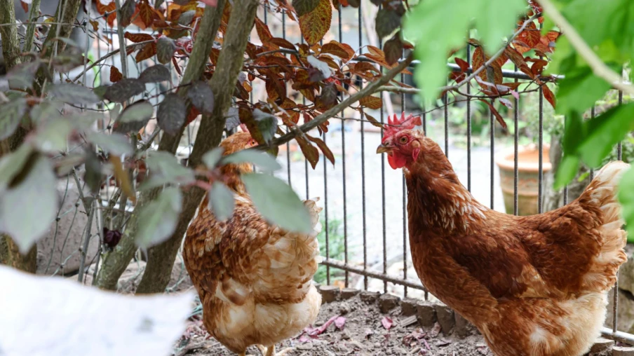 Ferme urbaine à Thônex : animaux, animations et activités familiales