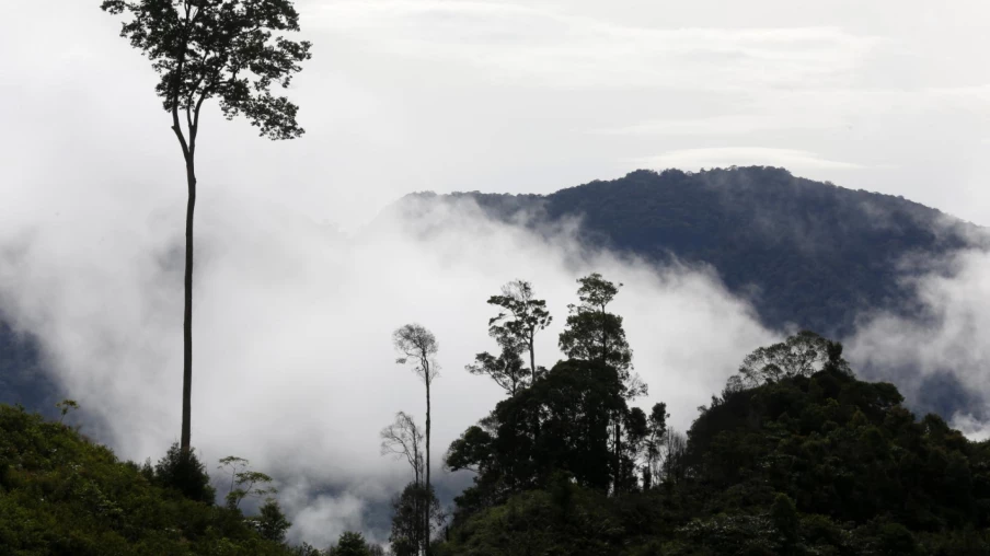 Indonésie : près de 2 millions d’hectares de forêts brûlés en 2026