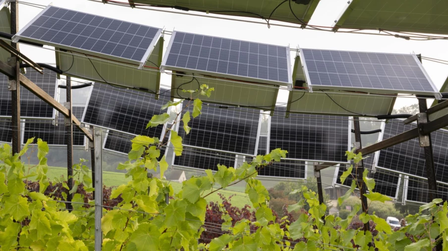 Photovoltaïque et vigne : un projet solaire sur une même parcelle