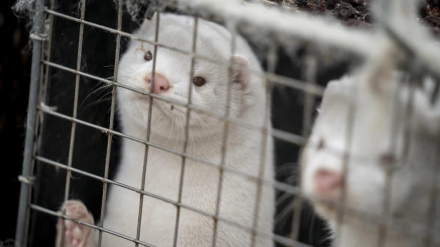 Le Danemark met fin à l’élevage de visons pour le bien-être animal