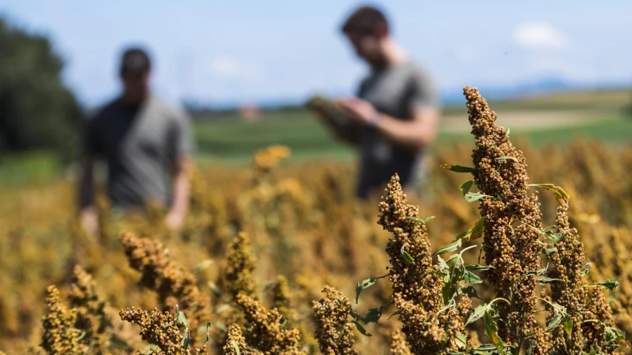 Prix à l’innovation agricole 2026 : fourche à rumex électrique primée à Fribourg