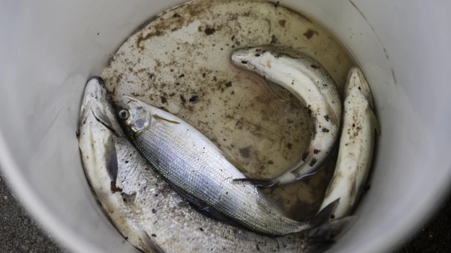 Mortalité piscicole à Farvagny-le-Grand après une pollution du ruisseau