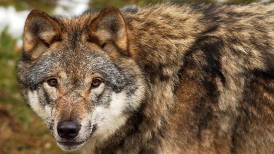 Mesures contre les loups : la commission veut les renforcer