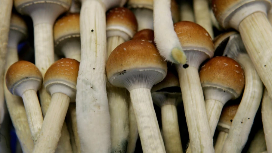 Usage médical de la psilocybine autorisé en Nouvelle-Zélande pour traiter la dépression Usage médical de la psilocybine autorisé en Nouvelle-Zélande pour traiter la dépression