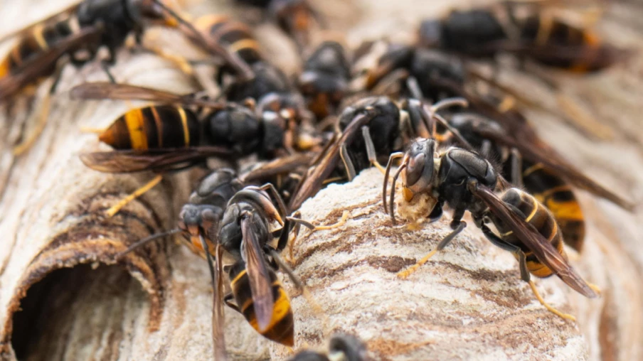 Vaud renforce la lutte contre l'invasion du frelon asiatique