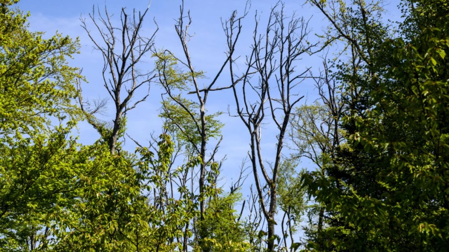 Indicateurs Climatiques Critiques en 2024 : Réchauffement en Hausse