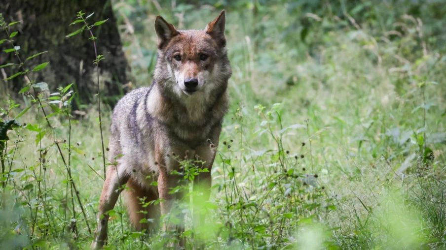 Le National approuve des munitions non létales pour éloigner les loups des troupeaux