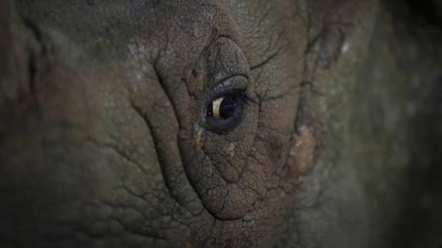 Transfert de 10 Rhinocéros Noirs pour Préservation du Mozambique Transfert de 10 Rhinocéros Noirs pour Préservation du Mozambique