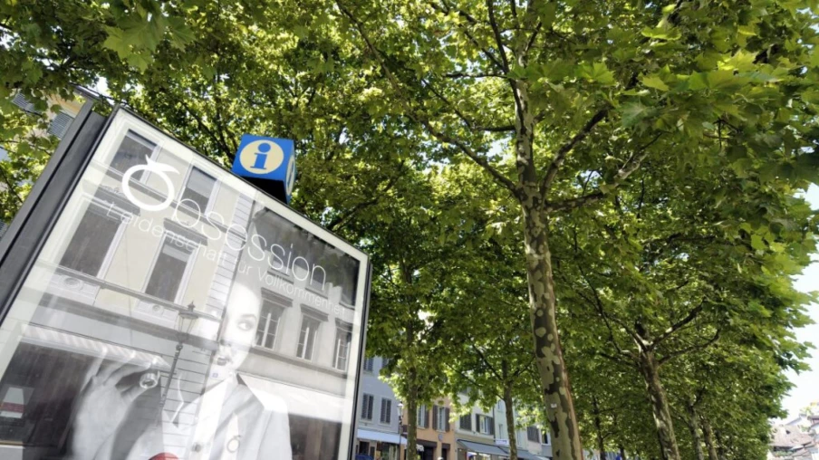 Les platanes urbains : une fraîcheur inégalée même par forte chaleur