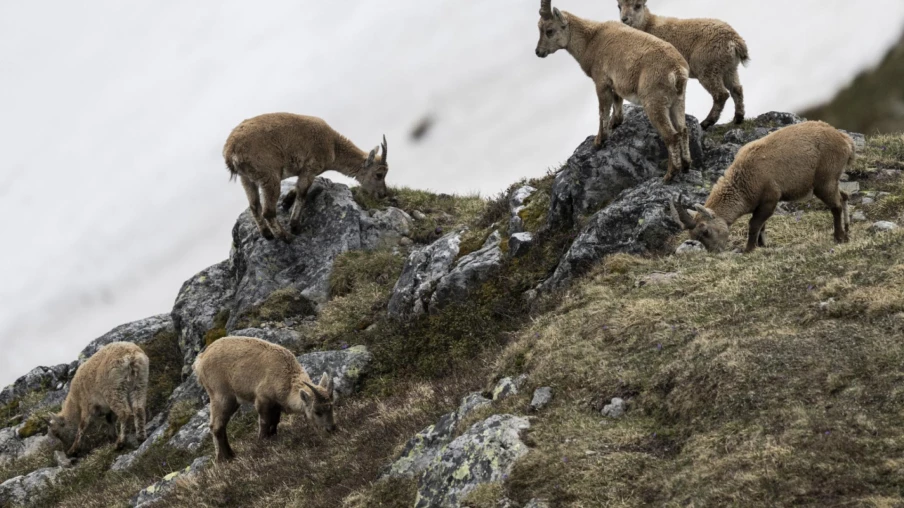Réforme du système de régulation du bouquetin souhaitée par les chasseurs