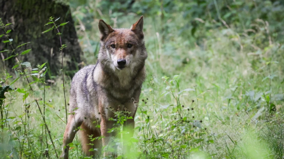 Loup abattu en Haut-Valais après attaque de bétail Loup abattu en Haut-Valais après attaque de bétail