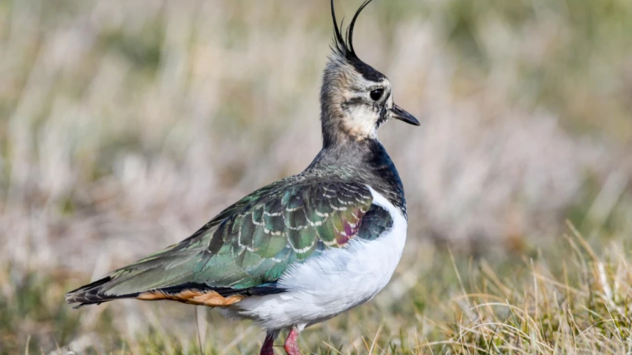 Conservation des vanneaux huppés au marais de Wauwil : succès record