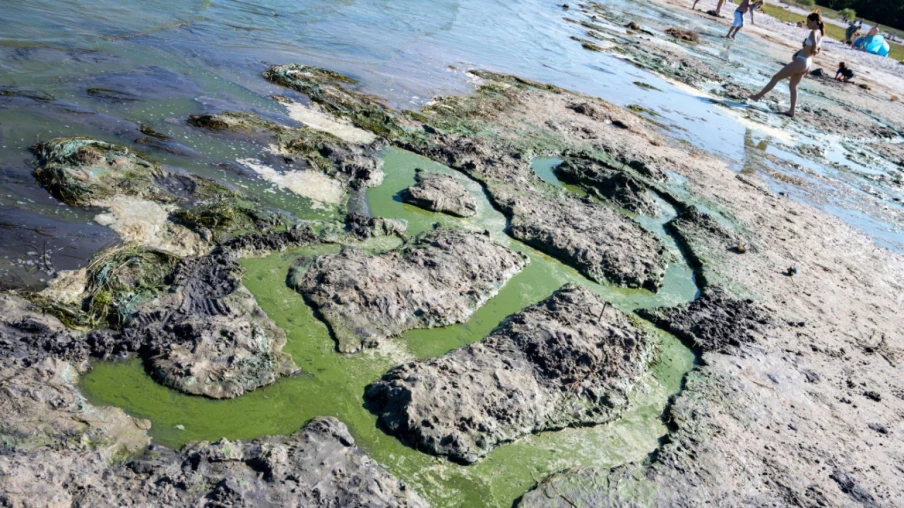 Exposition sur les Cyanobactéries au Musée de Neuchâtel dès le 10 Juillet Exposition sur les Cyanobactéries au Musée de Neuchâtel dès le 10 Juillet