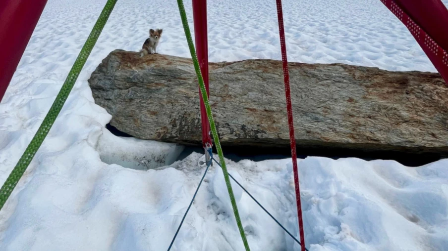 Chihuahua héroïque sauve son maître tombé dans une crevasse en Suisse Chihuahua héroïque sauve son maître tombé dans une crevasse en Suisse