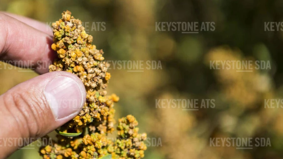 L'essor de l'alimentation végétale échoue à soutenir les agriculteurs suisses