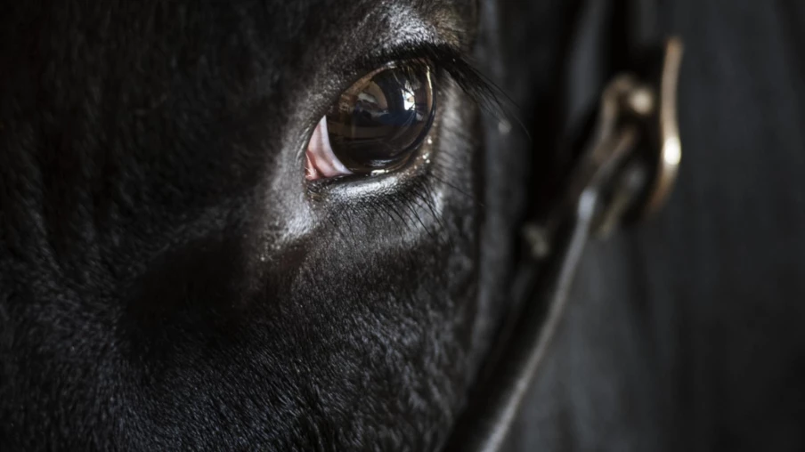 Taureau agressif en fuite à Montalchez : recherches en cours