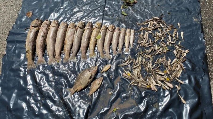 Incendie à Coeuve : pollution de rivière tue 95% des poissons