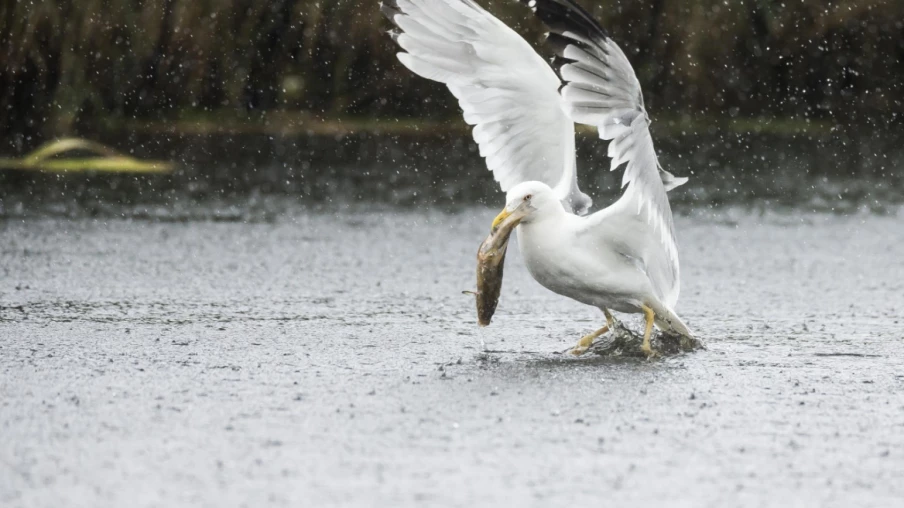 Goélands en Forte Augmentation au Lac de Neuchâtel : Enjeux Écologiques
