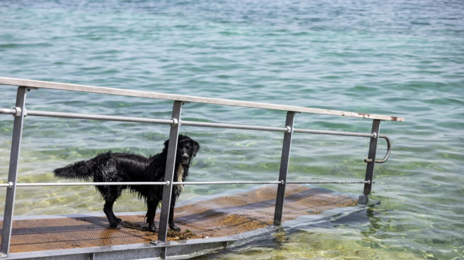Interdiction de baignade à la plage de la Plaine à Dardagny pour cyanobactéries